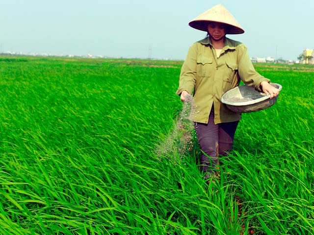 Chăm sóc dinh dưỡng cây trồng xanh tốt - Agrino