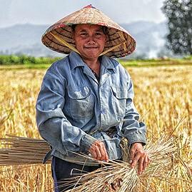 Mùa vàng bội thu - Agrino Việt Nam