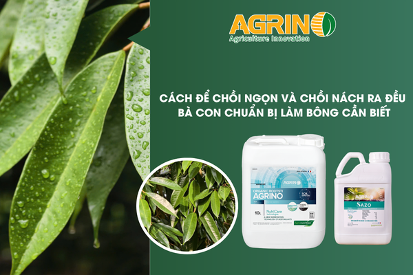 Giai Đoạn Làm Bông - Agrino Việt Nam