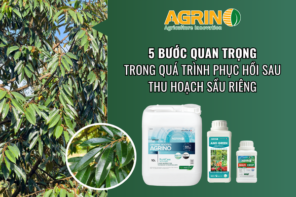 Giai Đoạn Phục Hồi Sau Thu Hoạch - Agrino Việt Nam