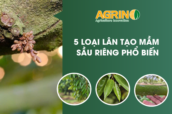Giai Đoạn Tạo Mầm - Agrino Việt Nam